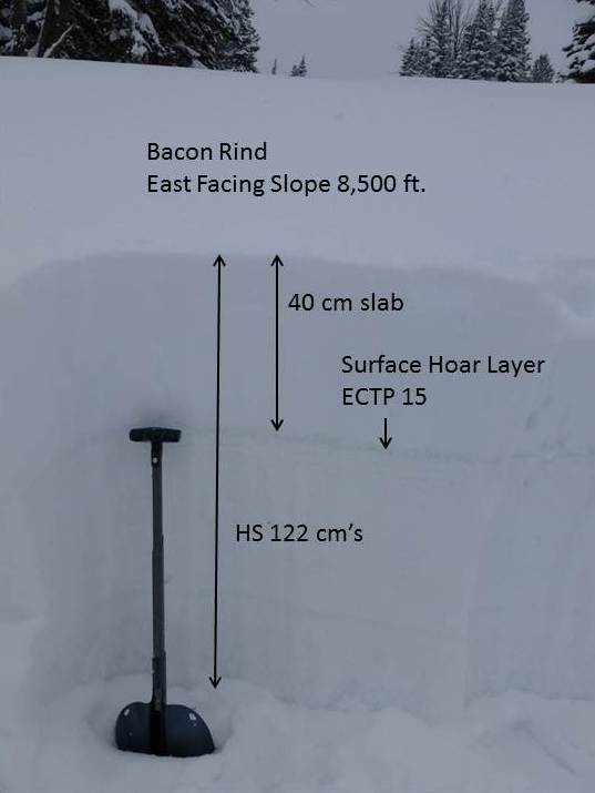 Bacon Rind Surface Hoar - 2/8/14 Bacon Rind Surface Hoar - 2/8/14