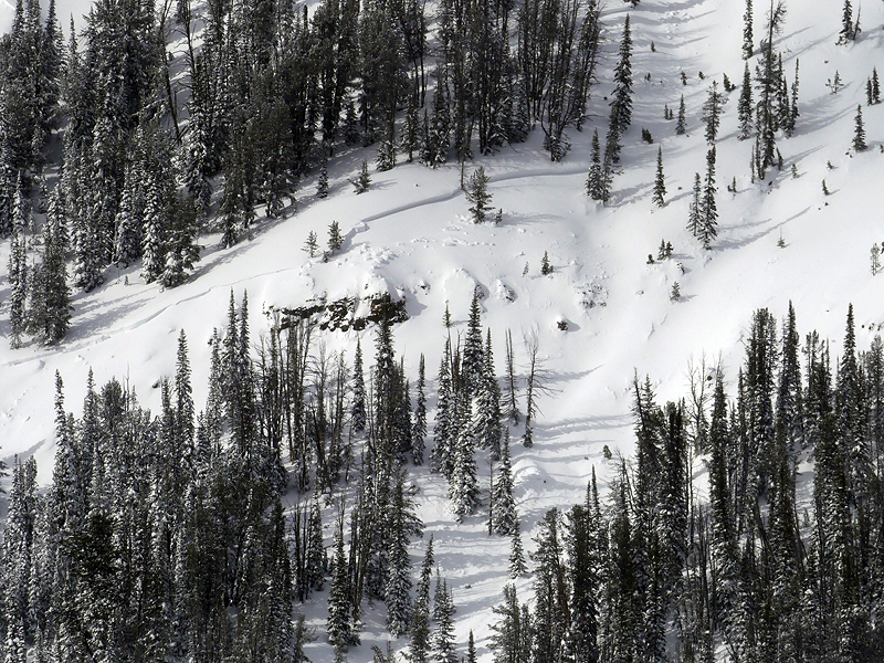 Avalanche in YNP from recent storm near Cooke Avalanche in YNP from recent storm near Cooke